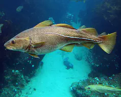North Atlantic cod (image credit - NOAA NEFSC)